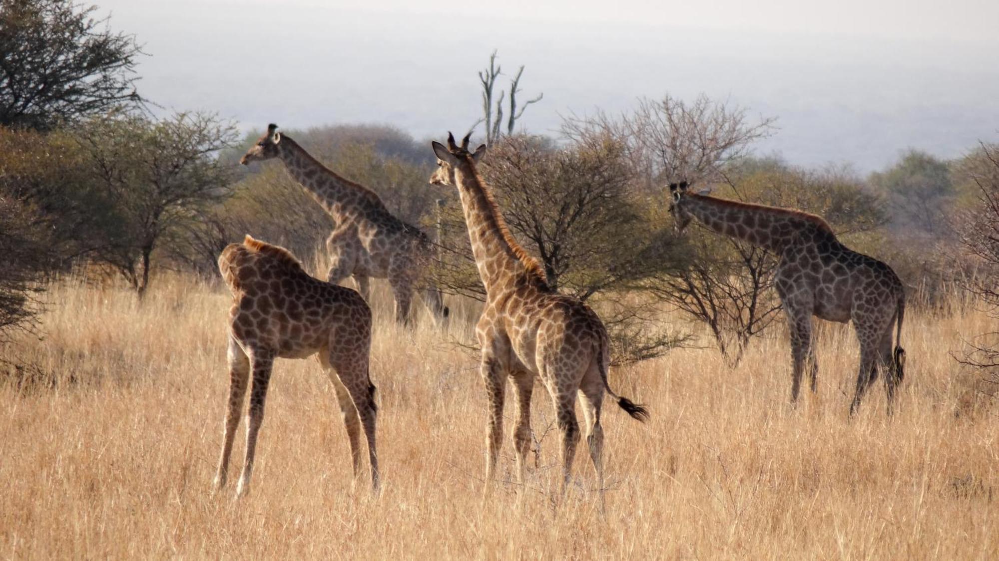 Ditholo Game Lodge Bela Bela Экстерьер фото