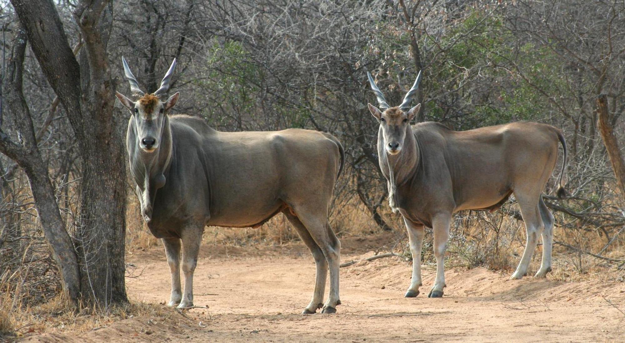 Ditholo Game Lodge Bela Bela Экстерьер фото