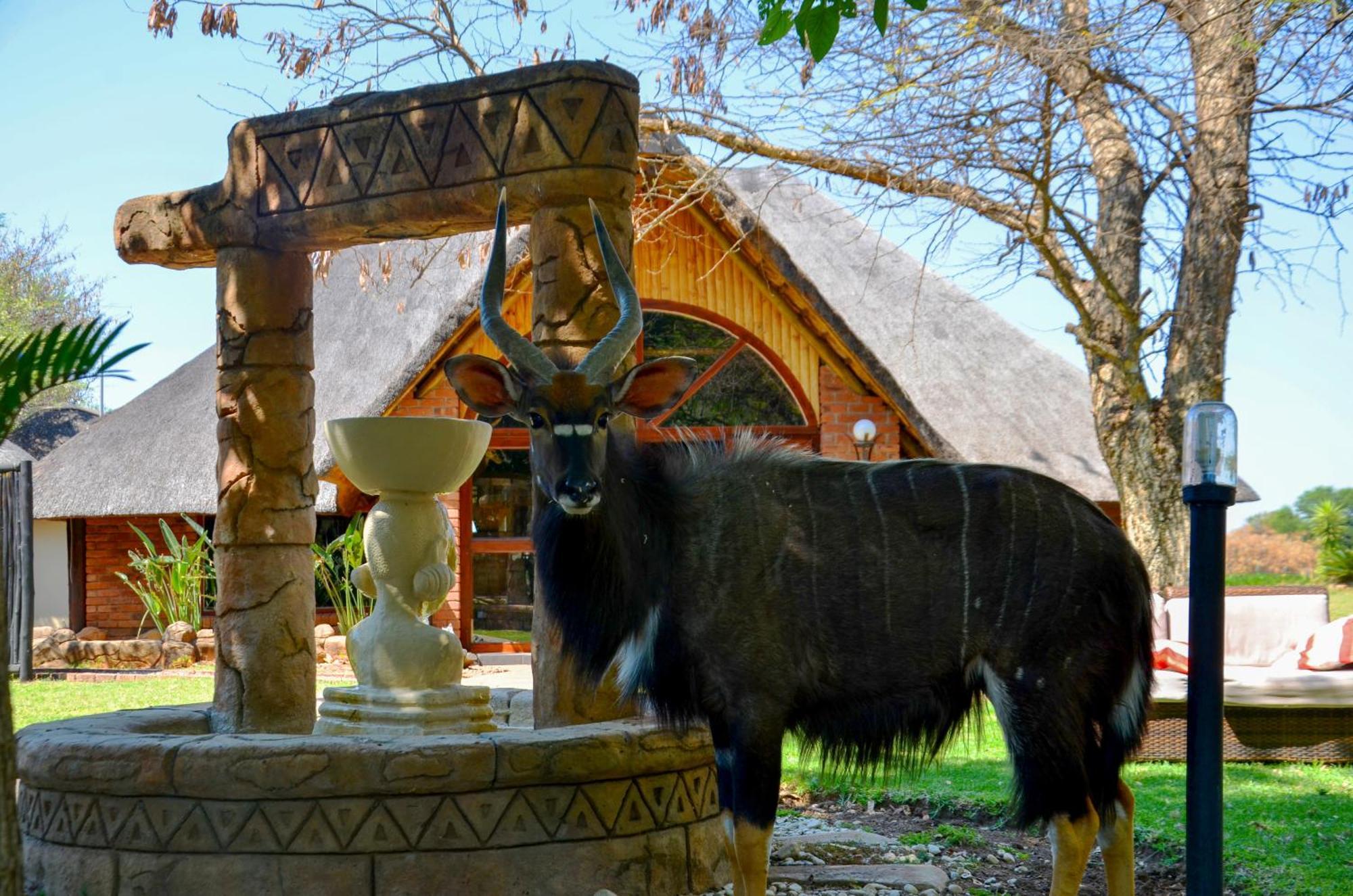 Ditholo Game Lodge Bela Bela Экстерьер фото