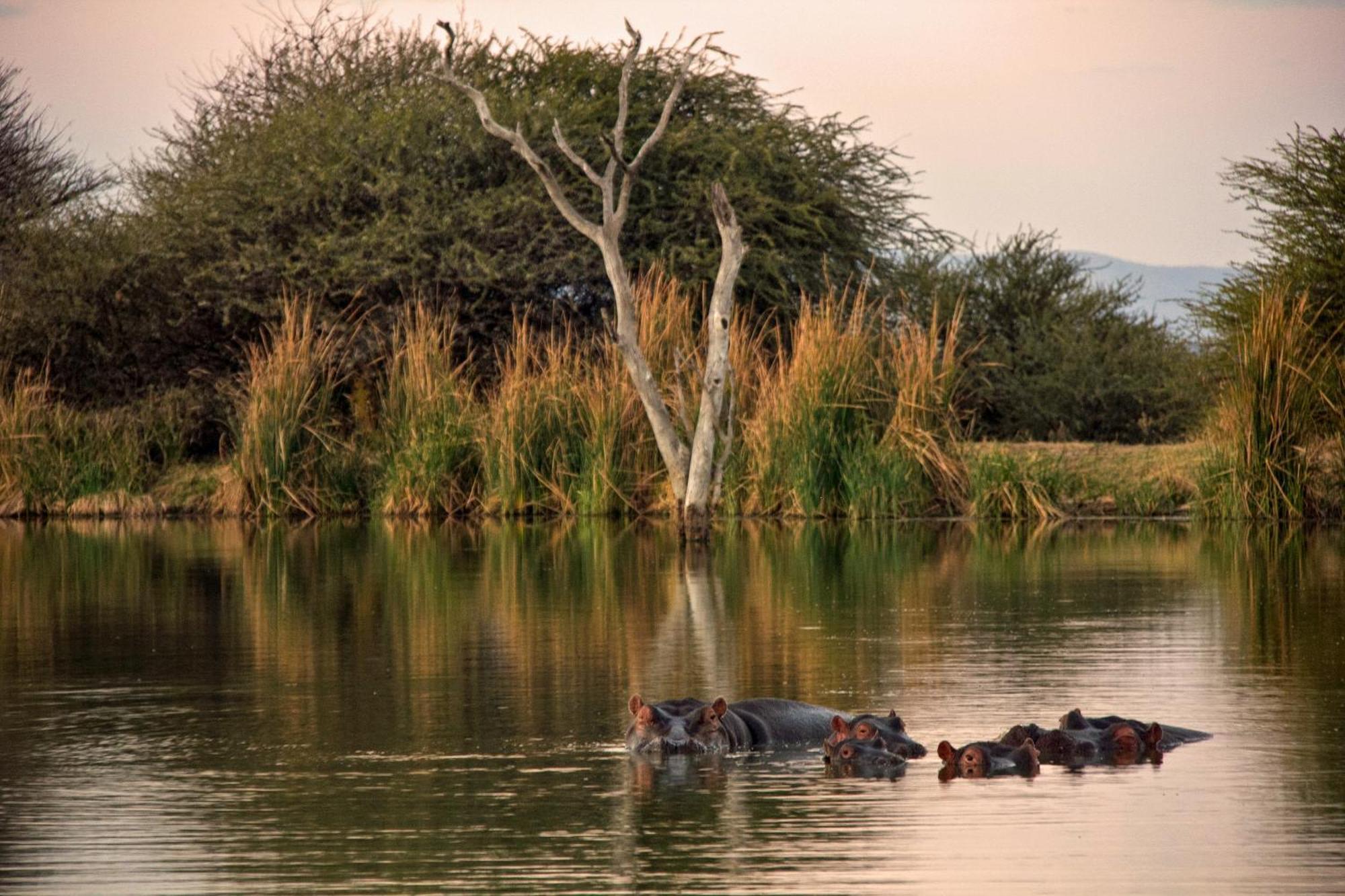 Ditholo Game Lodge Bela Bela Экстерьер фото