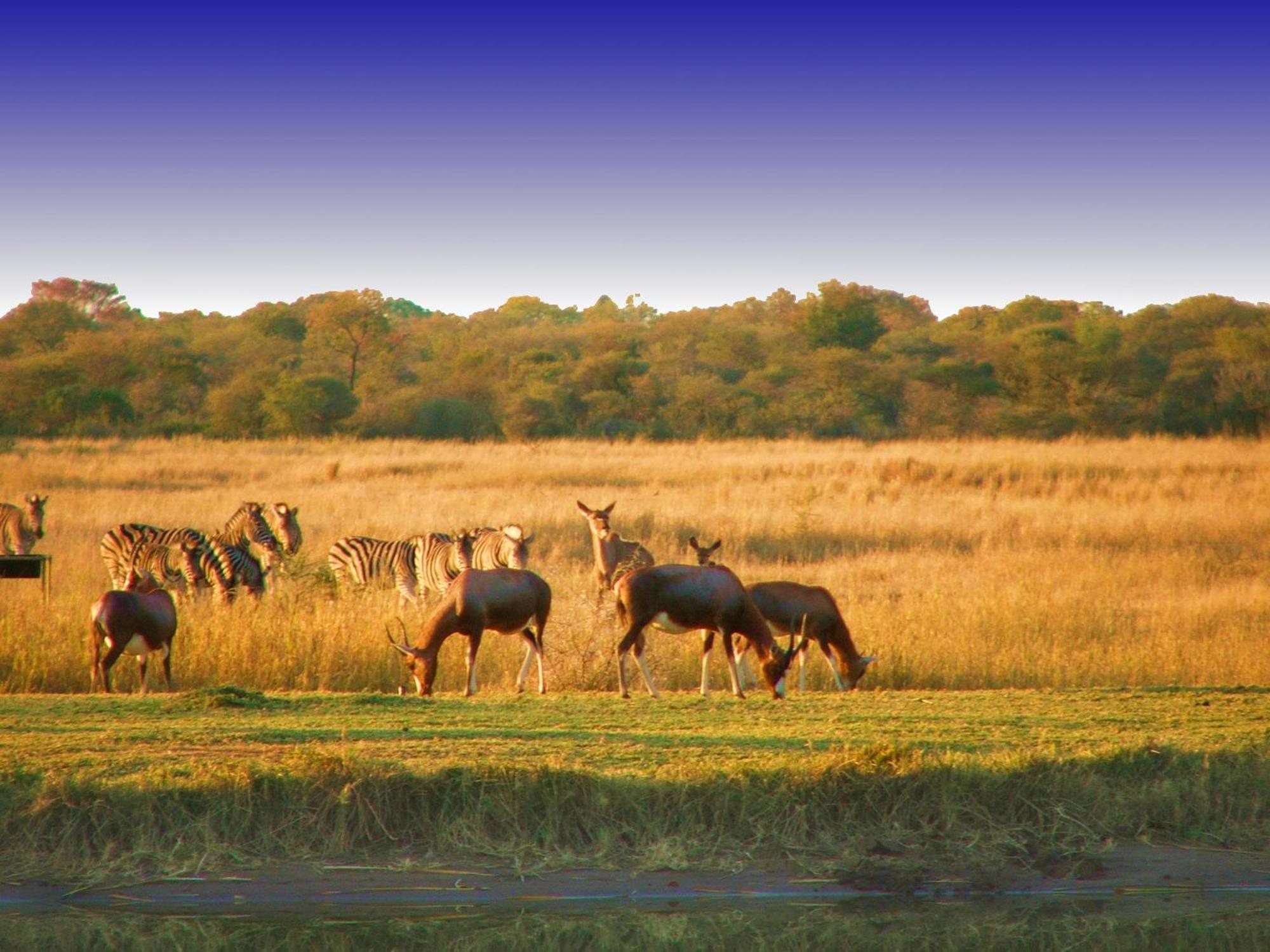 Ditholo Game Lodge Bela Bela Экстерьер фото