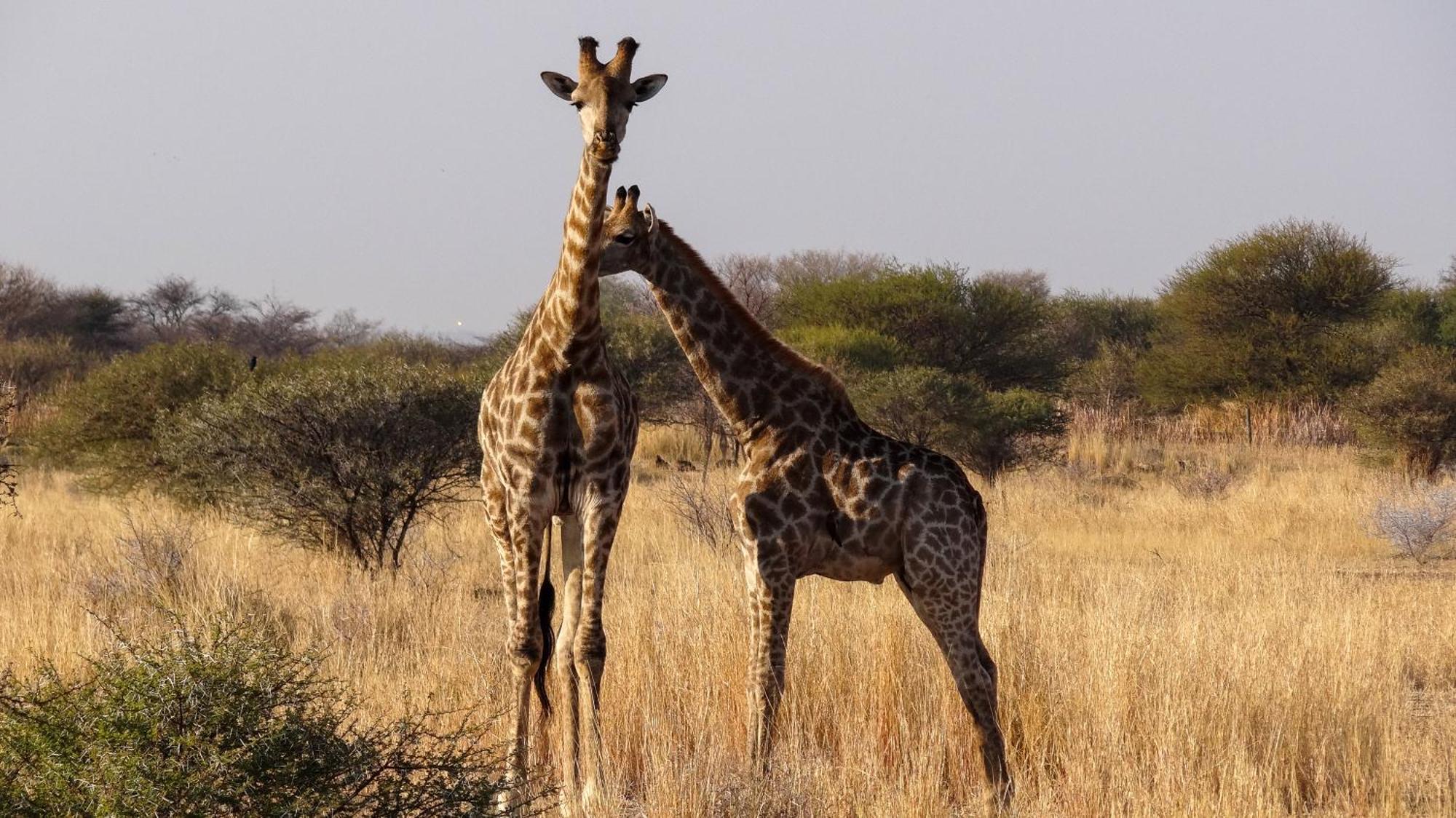 Ditholo Game Lodge Bela Bela Экстерьер фото