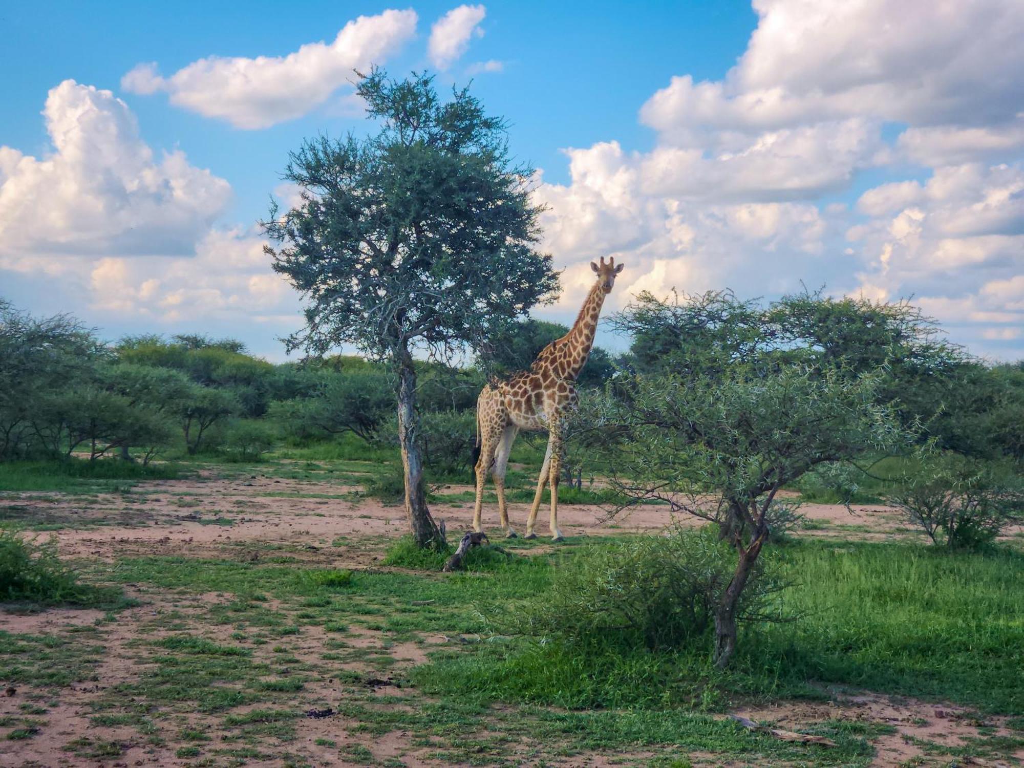 Ditholo Game Lodge Bela Bela Экстерьер фото