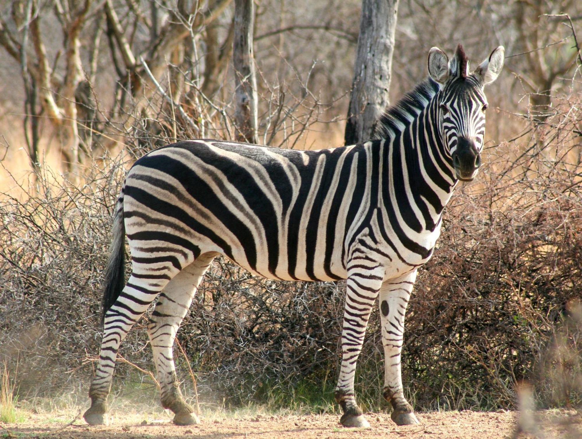 Ditholo Game Lodge Bela Bela Экстерьер фото